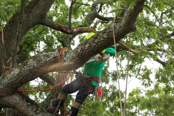 Best Storm Damage Tree Cleanup  in Richland, MS